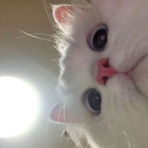 عکس 𝐛𝐥𝐮𝐞 𝐛𝐥𝐚𝐧𝐤𝐞𝐭 | 𝐯𝐚𝐧𝐢𝐥•-•💙