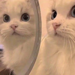 عکس 🧡فیت | 𝐯𝐚𝐧𝐢𝐥 & 𝐦𝐢𝐬𝐚💙