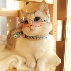 💖 عکس گربه کیوت 2 💖