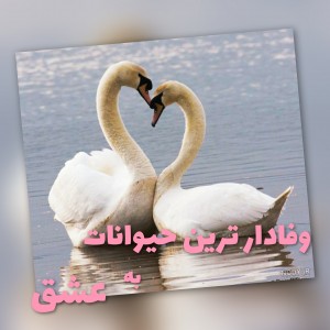 وفادار ترین حیوانات به عشق