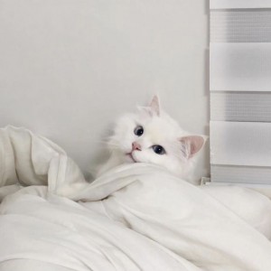 کاور