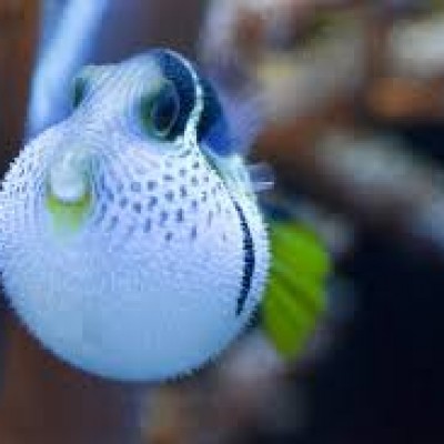 عکس 🐡ماهی🐡بادکنکی🐡