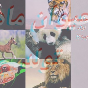 کاور
