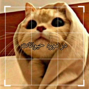 کاور