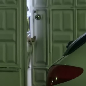 کاور
