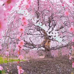 ویژگی مشترک اوتاکوها⁦｡◕‿◕｡⁩