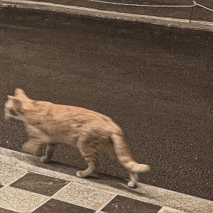 کاور