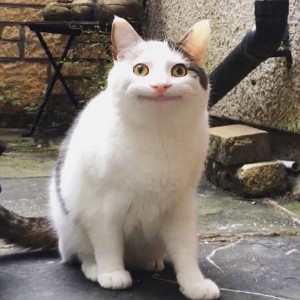 کاور