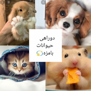 عکس 💫دوراهی حیوانات کیوت💫