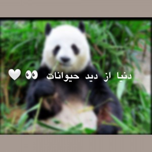 دنیا از دید حیوانات p1 🤍👀