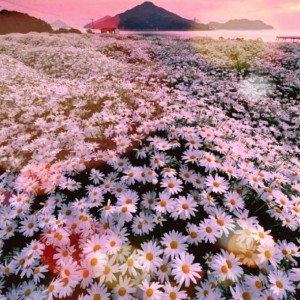 حتما فالوشون کن