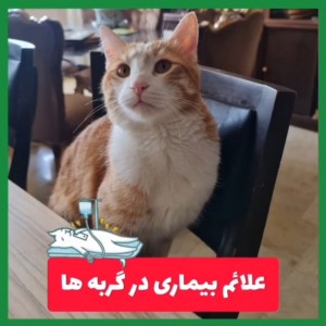 عکس علائم بیماری در گربه ها🐱