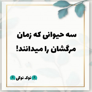 عکس آگاهی حیوانات از مرگ خود!