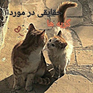 کاور