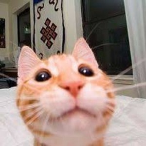 عکس سمی ترین گربه ها😐😂(p⁴)
