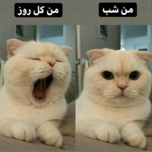 کاور