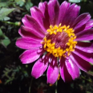 کاور