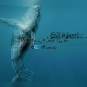 تنها ترین نهنگ🐋🖤