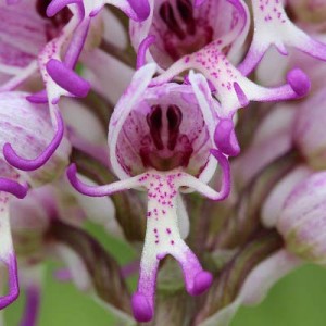 عکس عجیب ترین گل های جهان