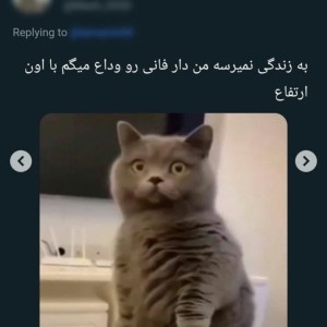 عکس توییت‌فان‌p³👀😂سولومون