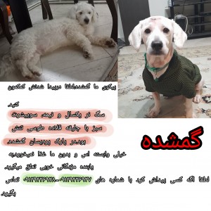 کاور