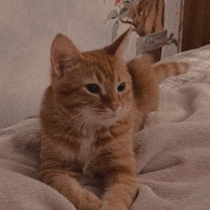 کاور