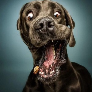 ژست سگ ها موقع غذا خوردن