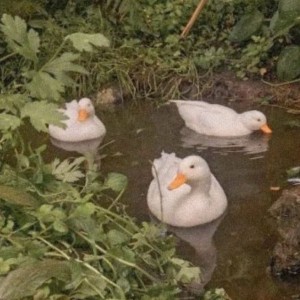 چرا‌ازبقیه‌بهترن؟🍀🐳