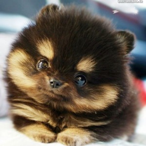 حیوونای کیوت😐🤝🏻