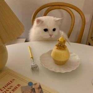 چرا گربم کم غذا میخوره؟