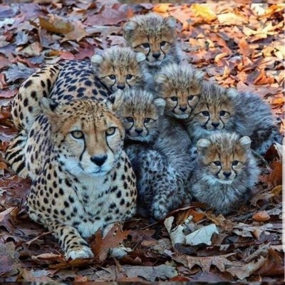 کاور