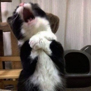 فکت انیمه بنانافیش🍙🍇