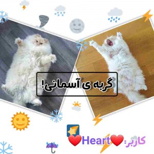 کاور