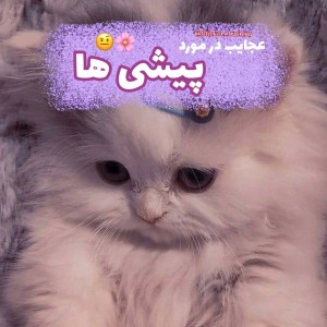 عکس عجایب در مورد پیشی ها...!