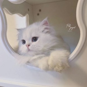 کاور