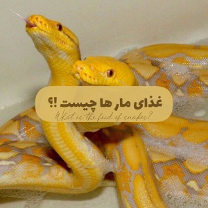 غذای‌مارها‌چیست؛
