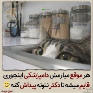 عکس گربه ها در دامپزشکی