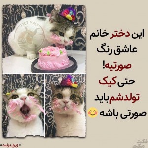 عکس این داستان: پیشی ها😻