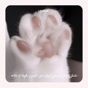 عکس 🐈💕|شش روش انسانی