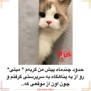 کاور