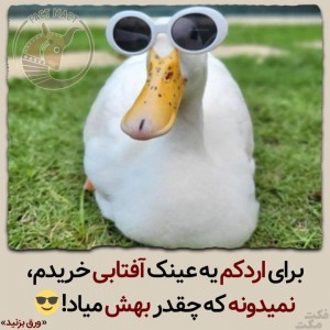 عکس این داستان: اردک ها🦆😂