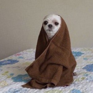 چطور یک میراکولر رو حرص بدیم ؟