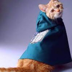 گربه کاسپلی