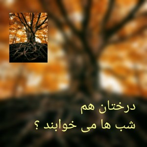 عکس درختان هم شب ها می خوابند ؟