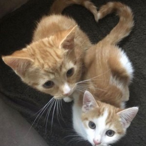 عاشق‌ترینهایmbti