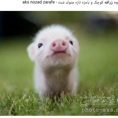 کاور