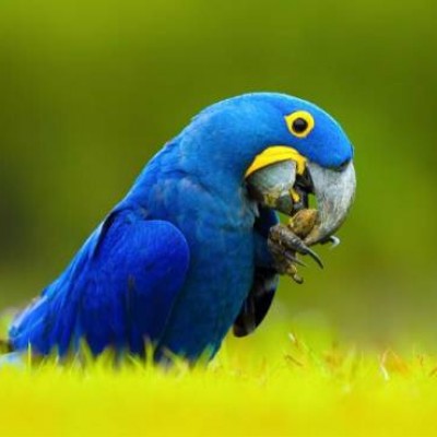 عکس معروف ترین پرنده های دنیا