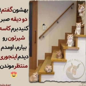 عکس گربه ها p2🐈