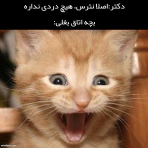 عکس میم گربه 🐈