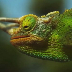 کاور